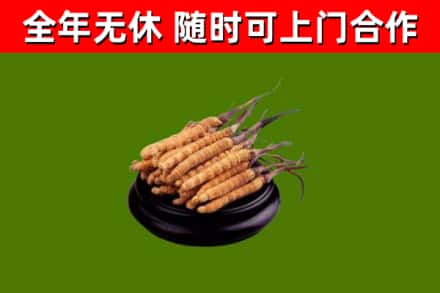 勉县区回收散虫草